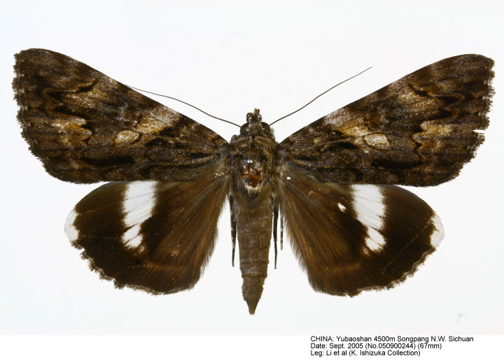 イシズカカブリモドキ♀/C.ishizukai/四川省.巫山産/44.1mm カブリモドキの値段と価格推移は？｜17件の売買データからカブリモドキ